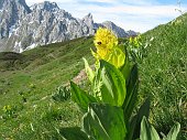 08-Genziana maggiore-Gentiana Lutea